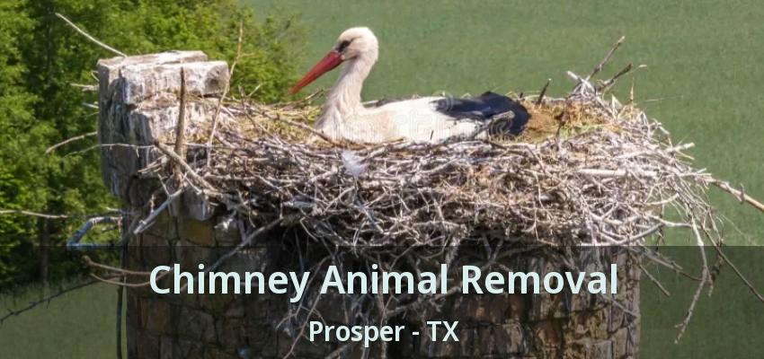 Chimney Animal Removal Prosper - TX