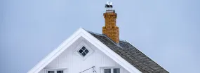 Chimney Nest Removal Frontier Estates, Prosper